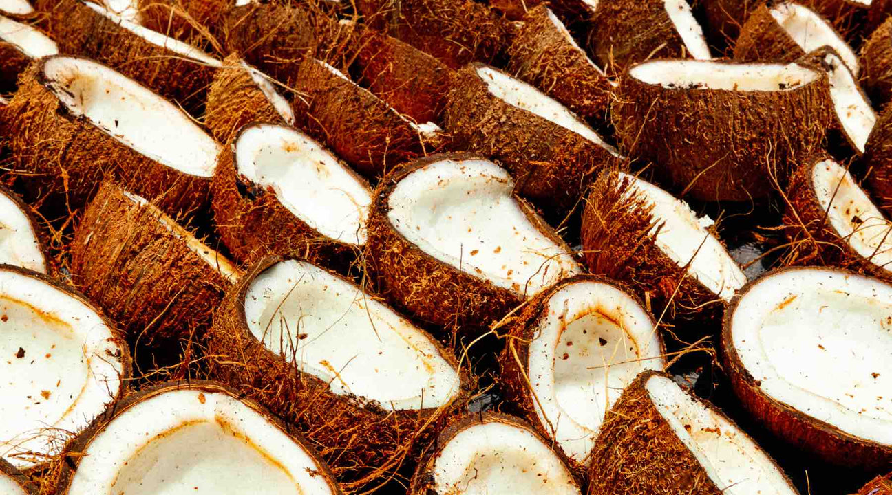 row of open coconuts for a blog about the benefits of fractionated coconut oil for skin